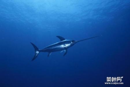 速度最快的十种海洋动物，剑鱼时速达130公里