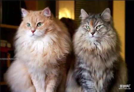 世界十大最温顺的猫排名，你想养哪只？