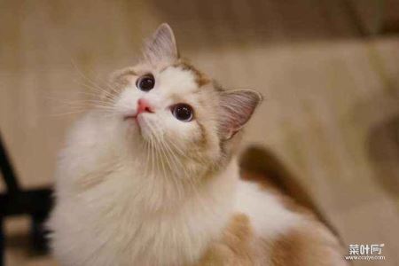 世界十大最温顺的猫排名，你想养哪只？