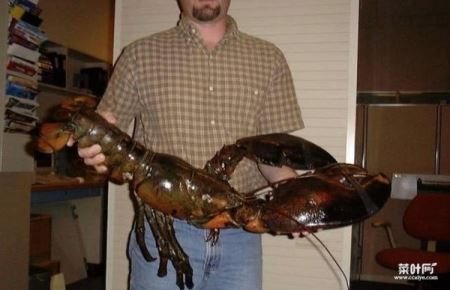世界上最大的龙虾，波士顿龙虾体长可达1米