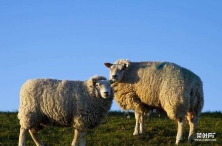世界上四大最贵的羊，瓦格吉尔羊最贵一只1600万