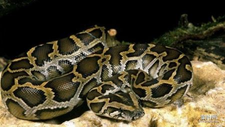 世界第一巨蟒：网纹蟒蛇重1吨/长10米