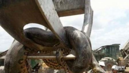 世界第一巨蟒：网纹蟒蛇重1吨/长10米