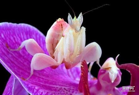 世界上最漂亮的螳螂，兰花螳螂长得和兰花一样