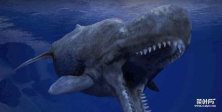 世界上最凶猛的鲸鱼，梅尔维尔鲸已经灭绝