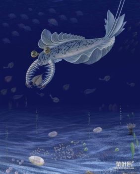 寒武纪海洋生物巨无霸——奇虾