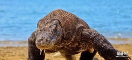 印尼科摩多岛的巨龙秘密，科摩多龙是蜥蜴