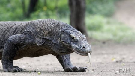 印尼科摩多岛的巨龙秘密，科摩多龙是蜥蜴