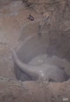 泰国一只母象在路边不断嘶吼哀嚎 原本是象宝贝掉入洞里爬不出来