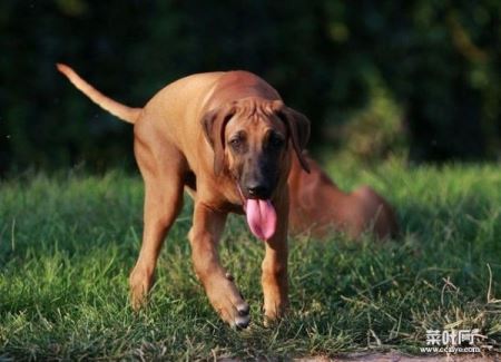 什么狗嗅觉最好？世界十大嗅觉猎犬品种排名