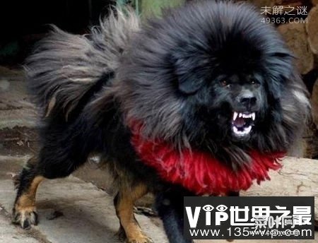 藏獒之王--鬼獒，世界上最凶狠的狗，没有之一