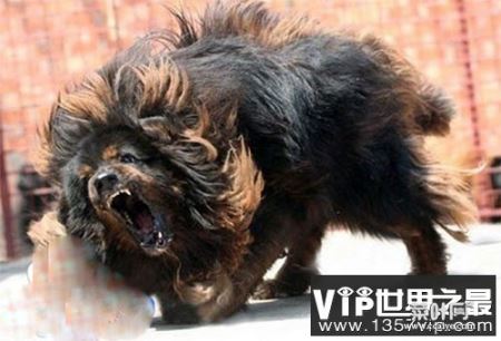 藏獒之王--鬼獒，世界上最凶狠的狗，没有之一