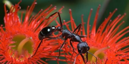 世界上最毒的蚂蚁，牛头犬蚁（人被咬后几分钟死亡）详细介绍