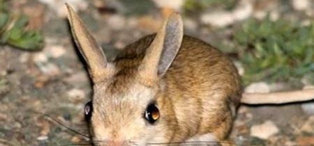 世界上最小的跳鼠是什么 三趾心颅跳鼠（身材迷你）(探索发现)