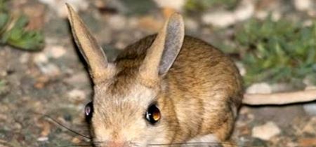 世界上最小的跳鼠是什么 三趾心颅跳鼠（身材迷你）(探索发现)