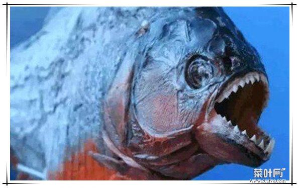 秘鲁食人鱼吃小孩事件揭秘 真的有食人鱼将小孩吃掉?(探究解析)