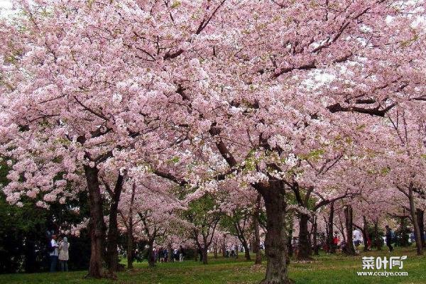 上海看樱花的地方 上海赏樱地推荐2021