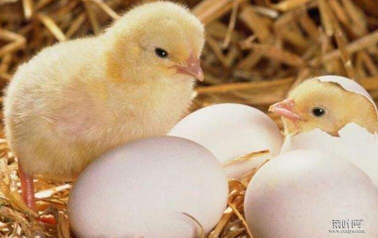 先有鸡还是先有蛋标准答案，科学家给出解释先有蛋抢先看