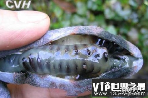 尸体普通色泽奇葩野生菌，被称为“死人手指”能吃吗?