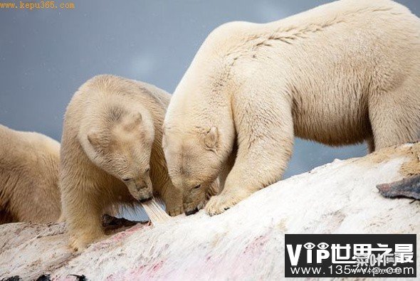 镜头记录北极野性之美：北极熊享用长须鲸尸体