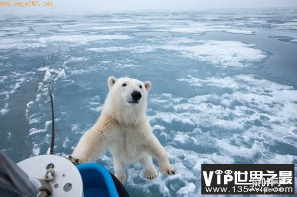 镜头记录北极野性之美：北极熊享用长须鲸尸体