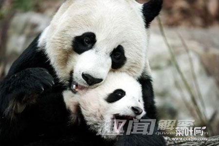 2.大熊猫妈妈：只生不养