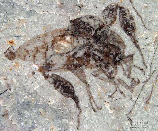侏罗纪时期的一种小昆虫并不吸食三角龙血液