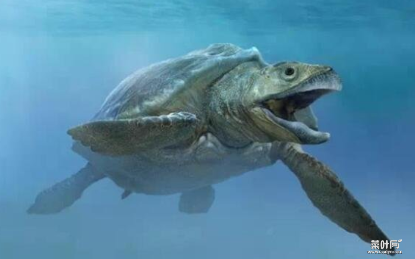 世界上最大的海龟：古巨龟