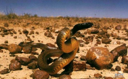 世界上十大毒蛇排行榜：银环蛇上榜