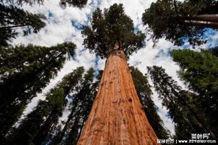 世界上最高的树十大排行，澳洲杏仁桉树最高(长达156米)