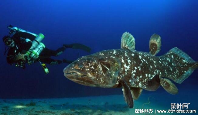 最大的巨型黄貂鱼有多大，体重高达1吨(8个壮汉才能搬动)
