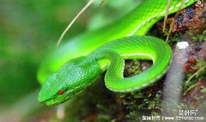 无毒蛇有哪些，中国最常见的十大无毒蛇名单