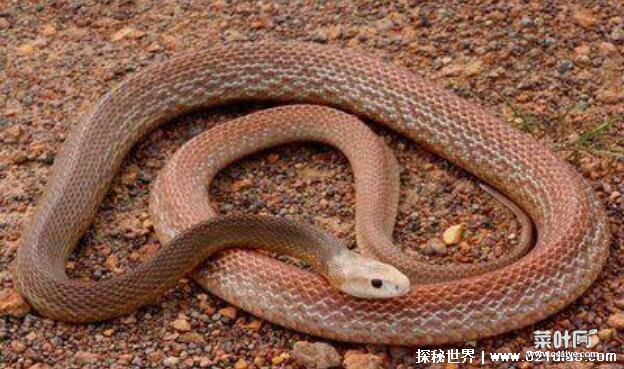 无毒蛇有哪些，中国最常见的十大无毒蛇名单