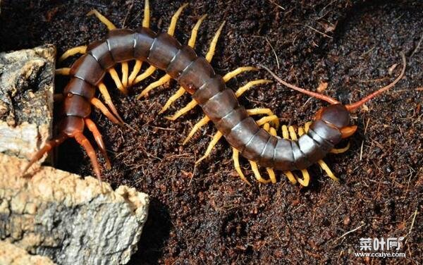 世界十大著名蜈蚣，第一种体长可达30-40厘米