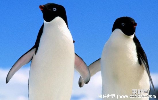 为什么北极没有企鹅，有人说曾经存在过不过后来灭绝了