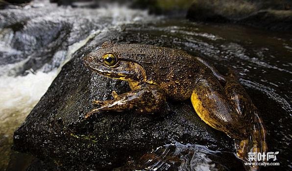 世界上仅存的巨型蛙到底有多大？是什么样的真相使它们濒临灭绝？