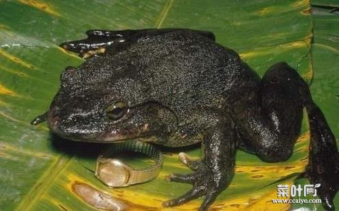 世界上仅存的巨型蛙到底有多大？是什么样的真相使它们濒临灭绝？