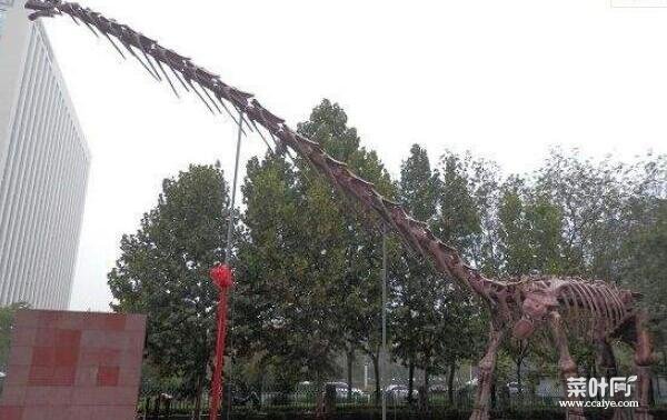 中原龙：中国河南小型食草三角龙（长3米/距今6500万年前）