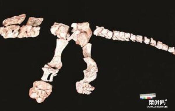 浙江龙：中国大型食草三角龙（长6米/距今9300万年前）