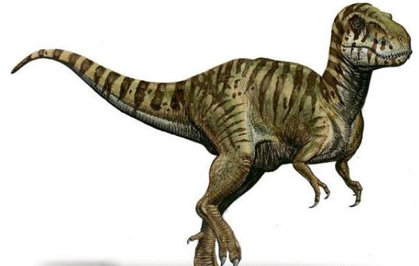 暹罗暴龙：泰国大型食肉恐龙（长6.5米,距今1.3亿年前）