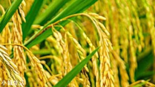 农村种植水稻，水稻是植株高杆的好还是矮杆的好？