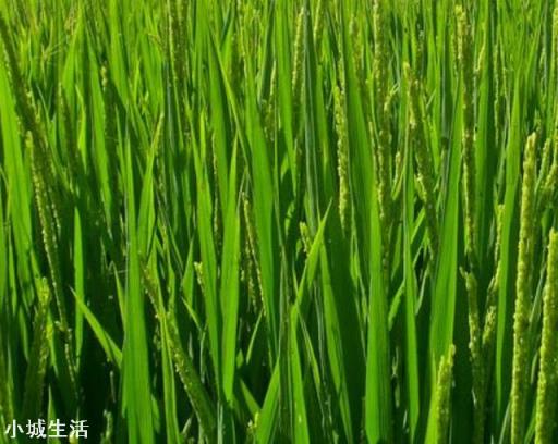 农村种植水稻，水稻是植株高杆的好还是矮杆的好？