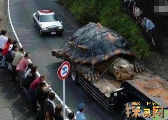 1965年黄河巨龟事件原因解析，村民吃了后肠穿肚烂上吊而死