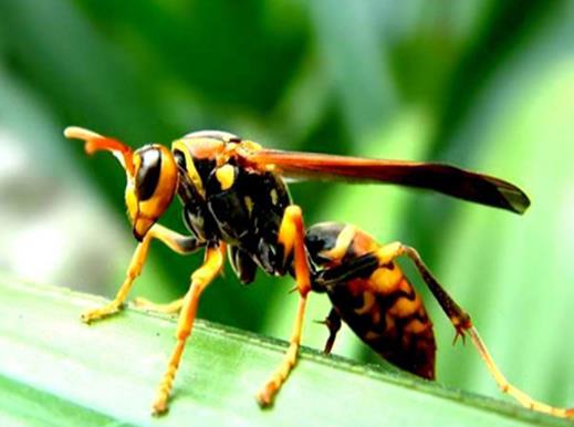 十大最厉害的蜂排行榜，杀人蜂攻击力最强、虎头蜂带有毒蛋白