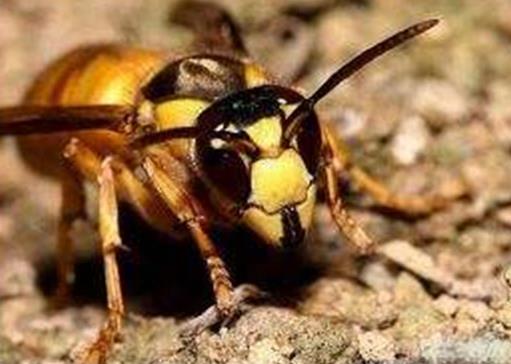 十大最厉害的蜂排行榜，杀人蜂攻击力最强、虎头蜂带有毒蛋白