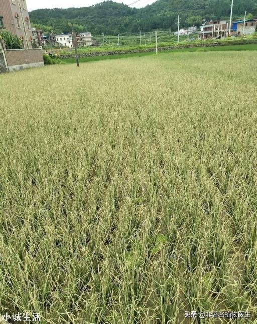 田间水稻发了黄金卷叶螟，用什么药效果好？