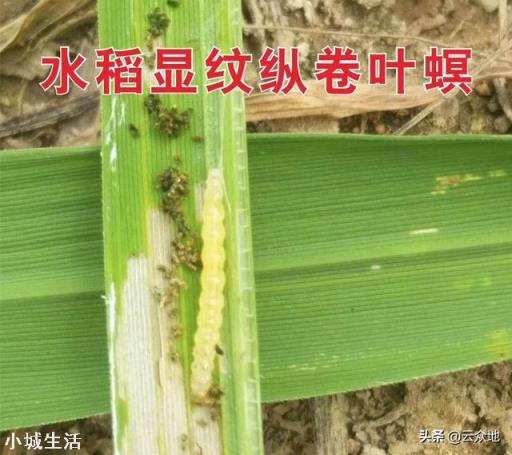 田间水稻发了黄金卷叶螟，用什么药效果好？
