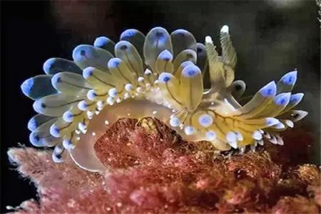 十大自愈力最强的动物，海蛞蝓和海星均上榜