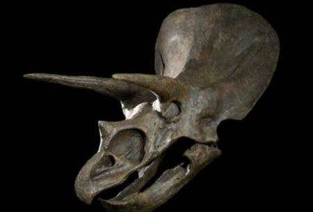 恐龙头骨有多硬，角能轻易刺穿霸王龙（头骨占身体1/3）
