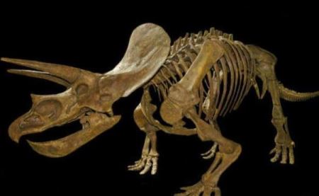 恐龙头骨有多硬，角能轻易刺穿霸王龙（头骨占身体1/3）